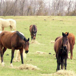 More Horses at Throwleigh Farm